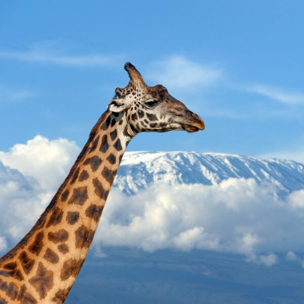 Best 6 Days Rongai Route 2026, 2027, 2028 – Ultimate Kilimanjaro Climb Experience