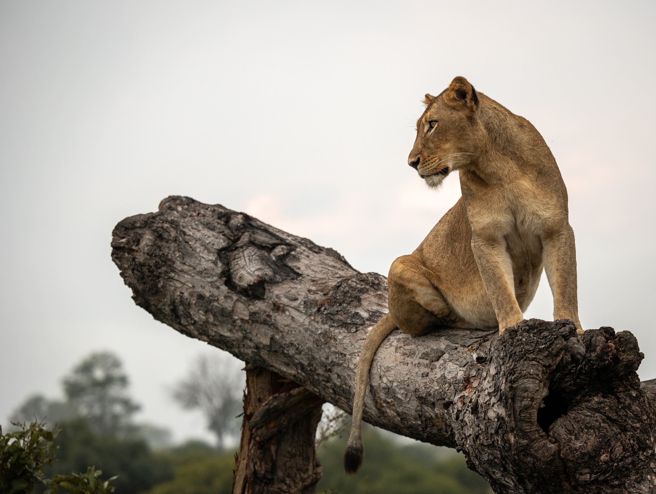 Tanzania Safari Cost Breakdown – 7 Shocking Real Prices, Permits & Hidden Fees (2026,2027,2028 Guide)