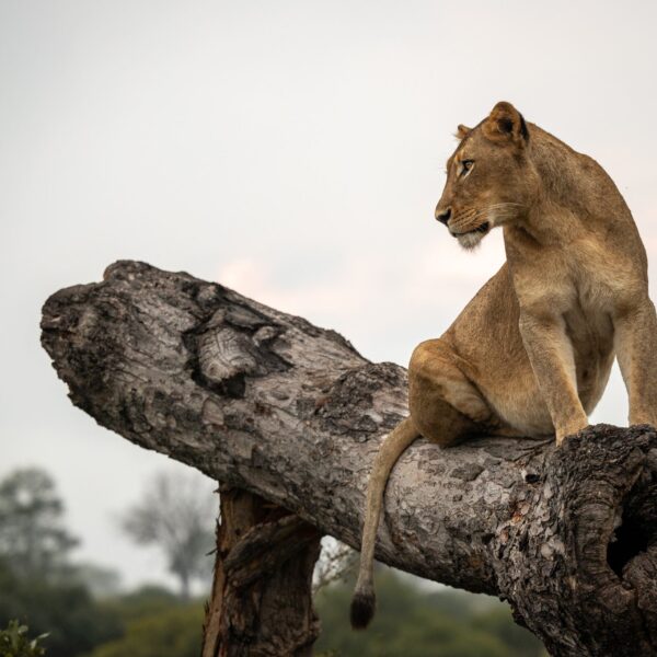 9 Days Tanzania Safari + Zanzibar 2026,2027,2028