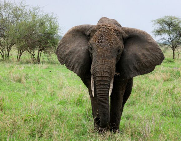 Where to See the Big Five in Tanzania – Best Parks and Seasons 2026 / 2027: 7 Powerful Safari Insights