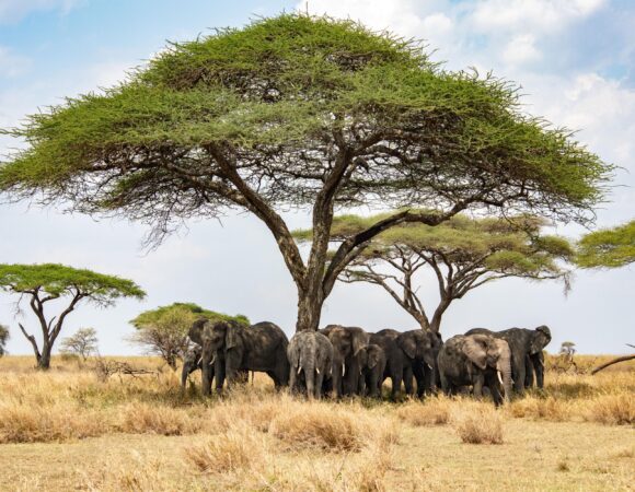 The Greatest 4 Days Ngorongoro & Tarangire Safari 2026/2027