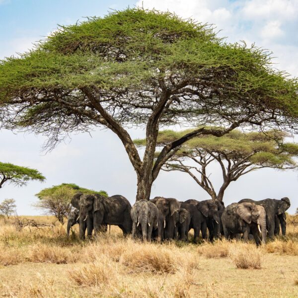 The Greatest 4 Days Ngorongoro & Tarangire