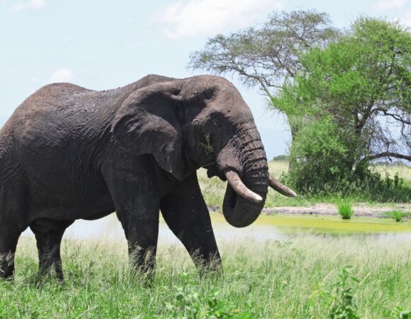 Tarangire National Park Safari Guide – Best Time to Visit and Wildlife 2026,2027,2028: Ultimate Planning Guide