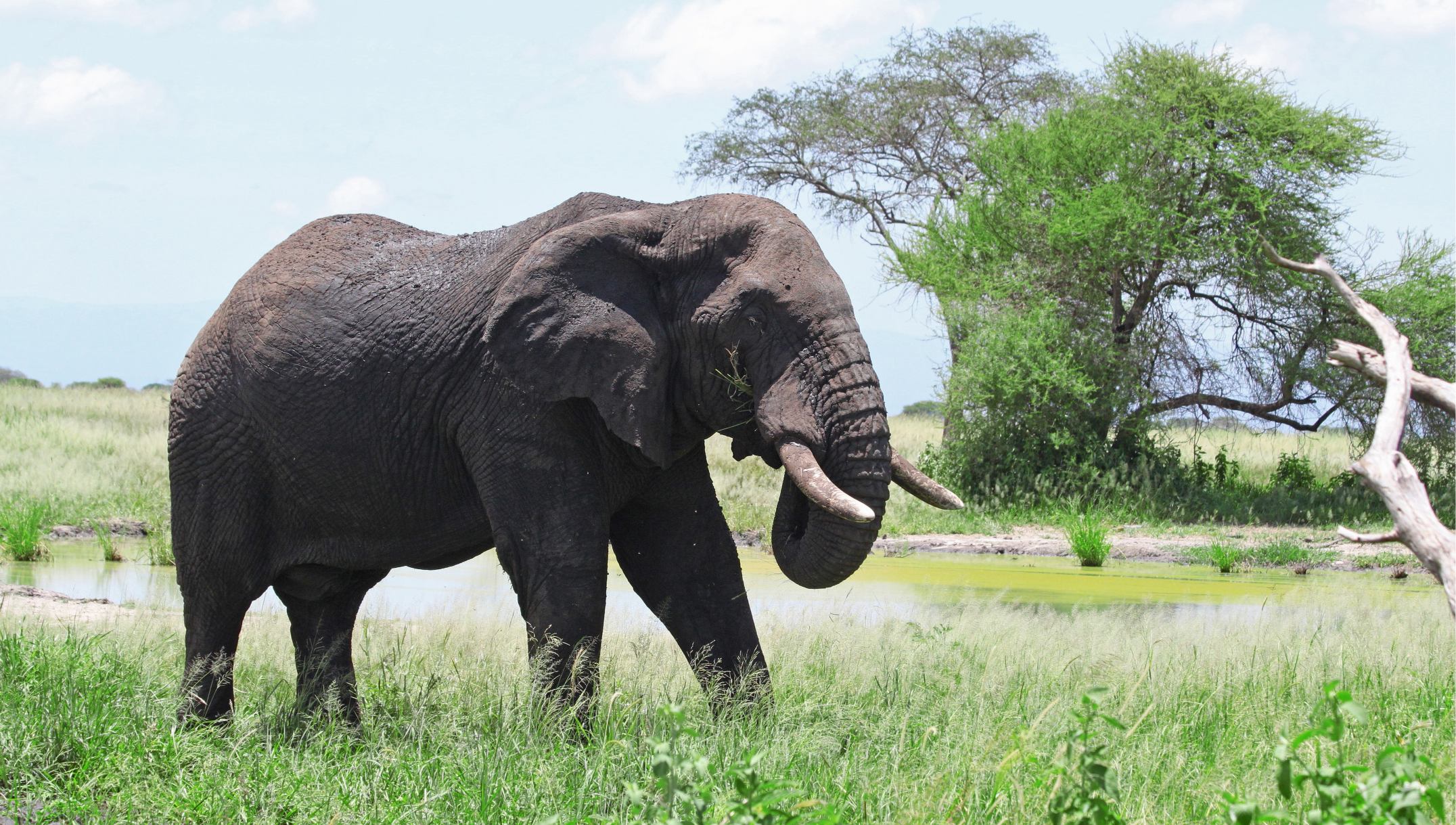 Tarangire National Park Safari Guide – Best Time to Visit and Wildlife 2026,2027,2028: Ultimate Planning Guide