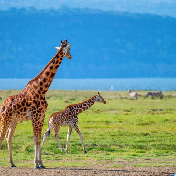 The Greatest 4 Days Ngorongoro & Tarangire