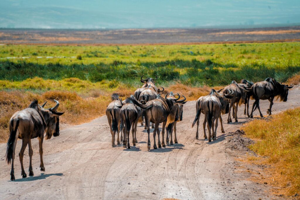 Serengeti Great Migration Month-by-Month Guide (2026,2027,2028)