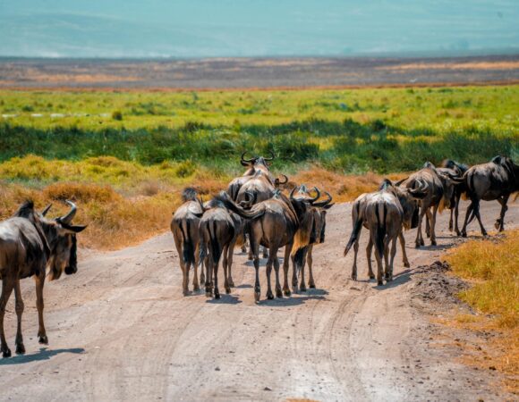 Serengeti Great Migration Month-by-Month Guide (2026,2027,2028)