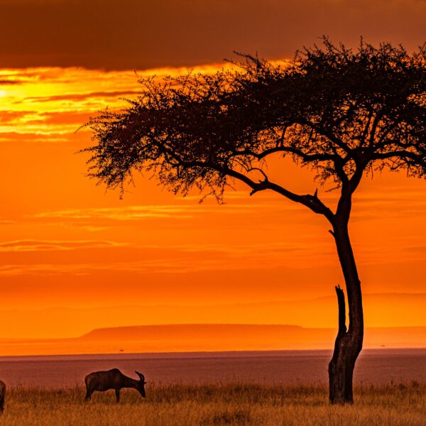 Best 10 Days Northern Circuit Safari 2026, 2027, 2028 – Ultimate Luxury Adventure Experience