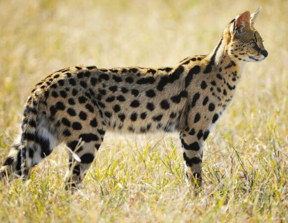 Where to go on safari: Tanzania or Kenya 2026, 2027 & 2028 – 7 Powerful Reasons to Choose the Best Destination