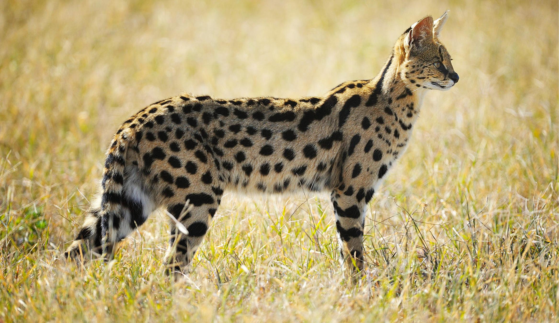 Where to go on safari: Tanzania or Kenya 2026, 2027 & 2028 – 7 Powerful Reasons to Choose the Best Destination