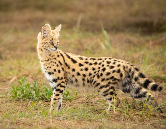 Safari animals in Africa: 17 iconic species and where to see them – Ultimate Wildlife Guide for Unforgettable Encounters