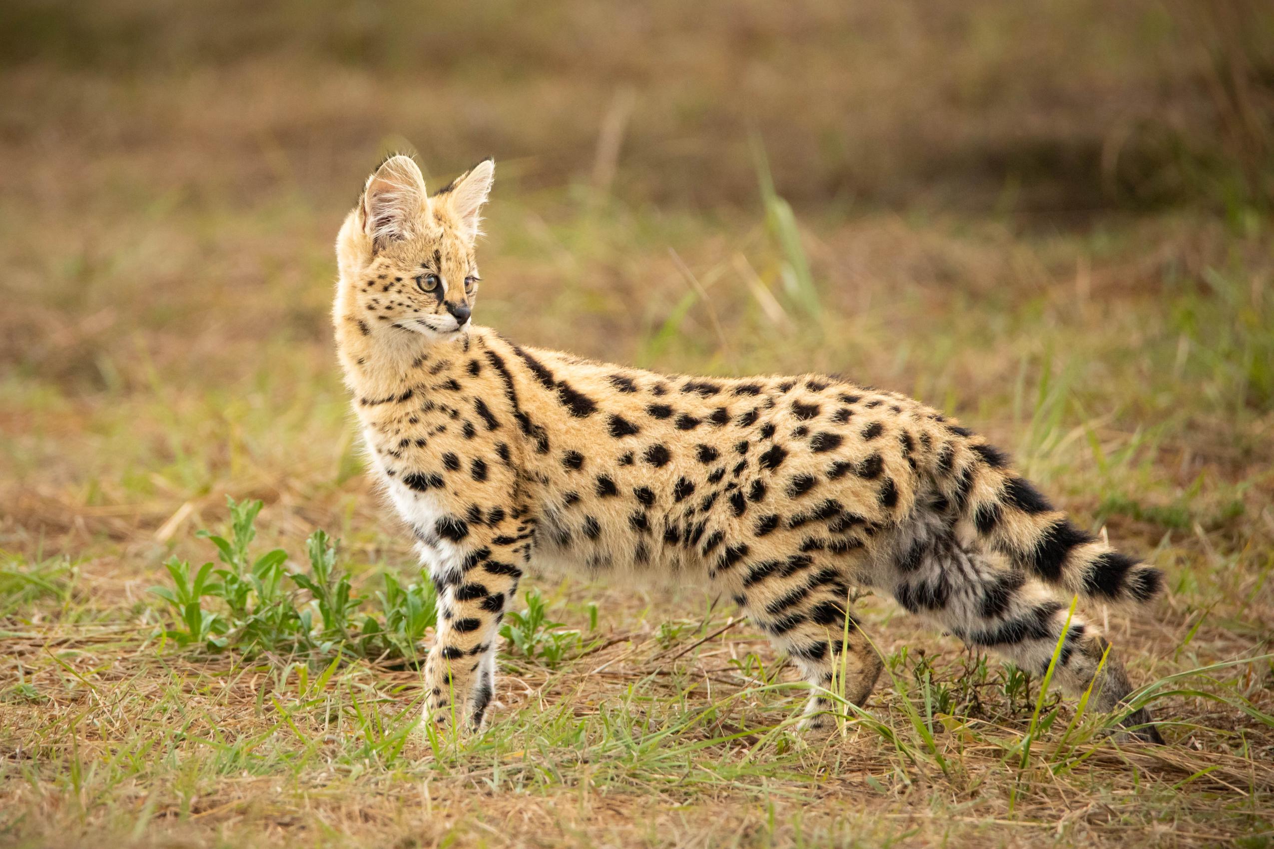 Safari animals in Africa: 17 iconic species and where to see them – Ultimate Wildlife Guide for Unforgettable Encounters