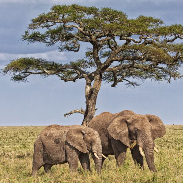 8 Days Tanzania Honeymoon Safari 2026,2027,2028 – Ultimate Romantic Wildlife Escape for Couples