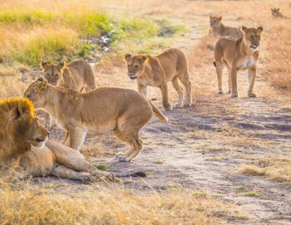 10 Days Tanzania Safari 2026, 2027, 2028 – Ultimate Wildlife Adventure Package