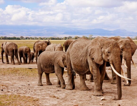 How much does an African safari cost? 2026, 2027 and 2028 – 7 Powerful Pricing Insights You Must Know