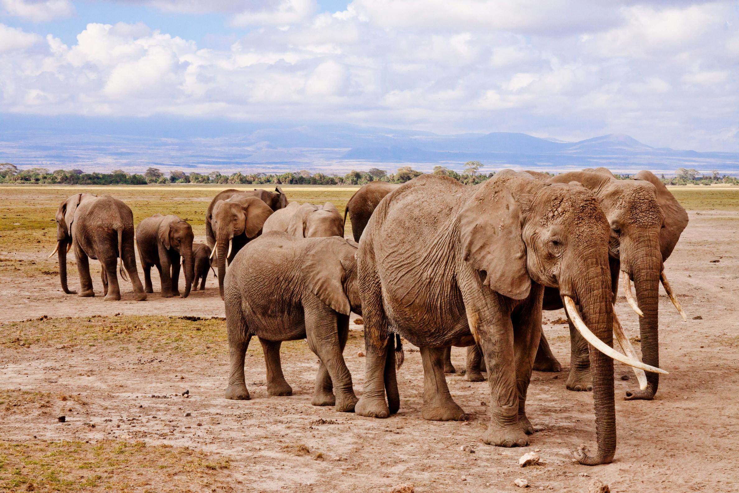 How much does an African safari cost? 2026, 2027 and 2028 – 7 Powerful Pricing Insights You Must Know