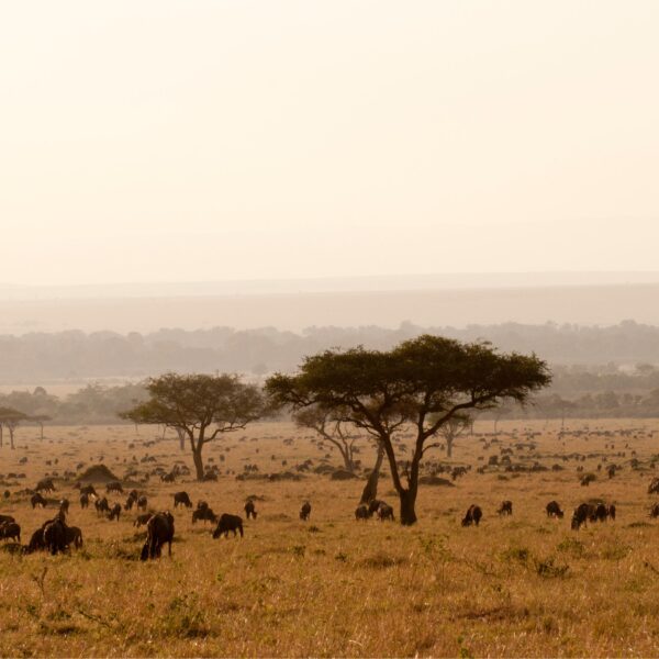 13 Days Tanzania Safari 2026, 2027, 2028: Ultimate Big Five Adventure Itinerary