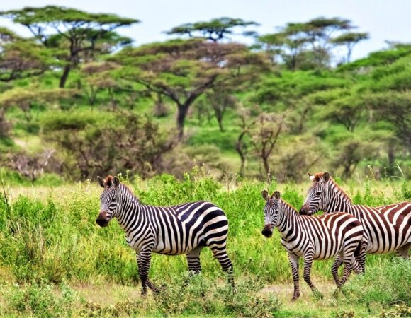 8 Days Northern Circuit Safari 2026,2027,2028 – Ultimate Big Five Adventure Guide & Best Luxury Itinerary