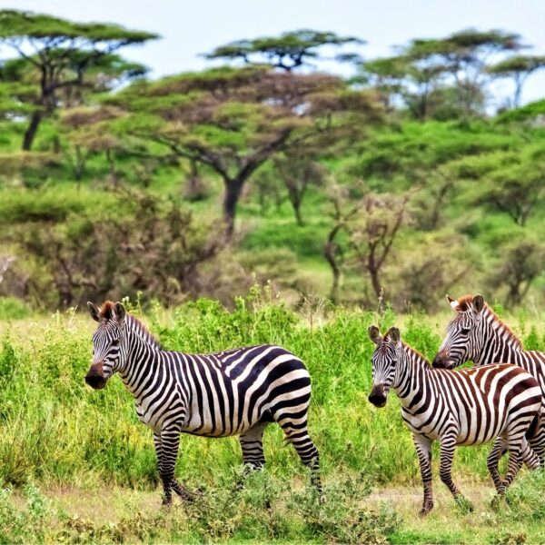 8 Days Tanzania Safari 2026, 2027, 2028 – Ultimate Wildlife Adventure Package