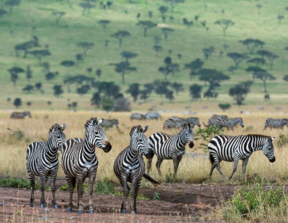 6 Days Tanzania Safari 2026, 2027, 2028 – Ultimate Wildlife Adventure Package