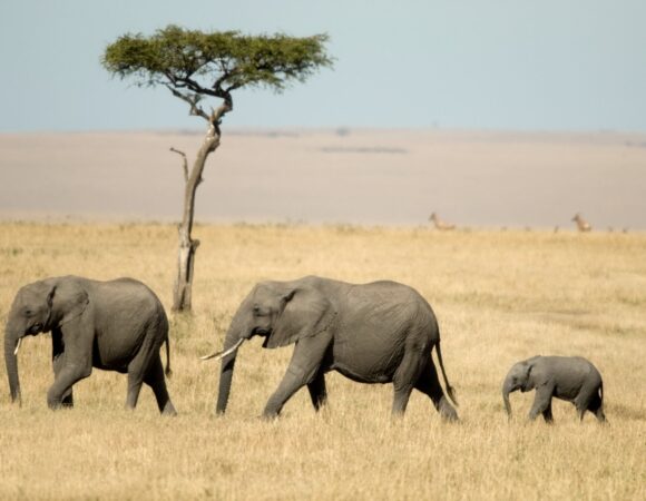8 Days Tanzania Safari 2026, 2027, 2028 – Ultimate Wildlife Adventure Package