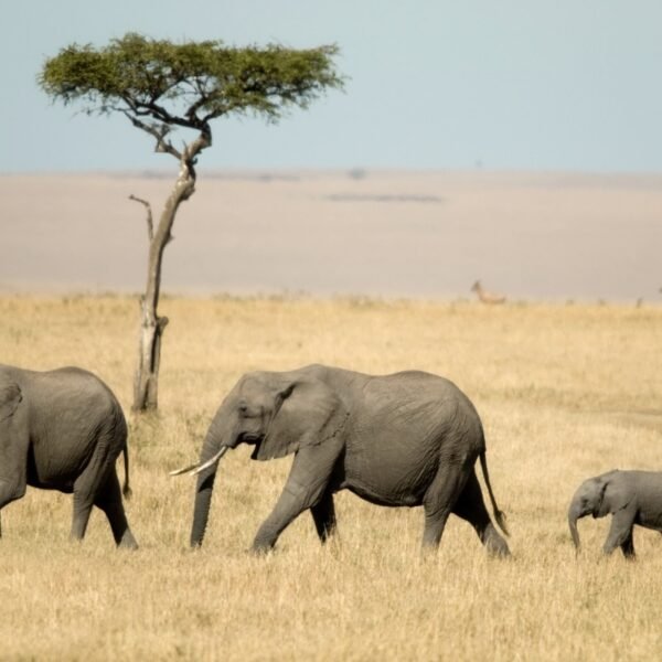8 Days Tanzania Safari 2026, 2027, 2028 – Ultimate Wildlife Adventure Package