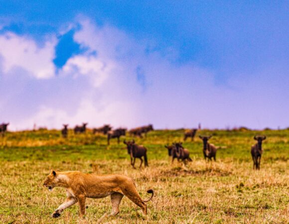 7-Day Tanzania Safari Itinerary – Ultimate First-Time Adventure Route for an Unforgettable Wildlife Journey