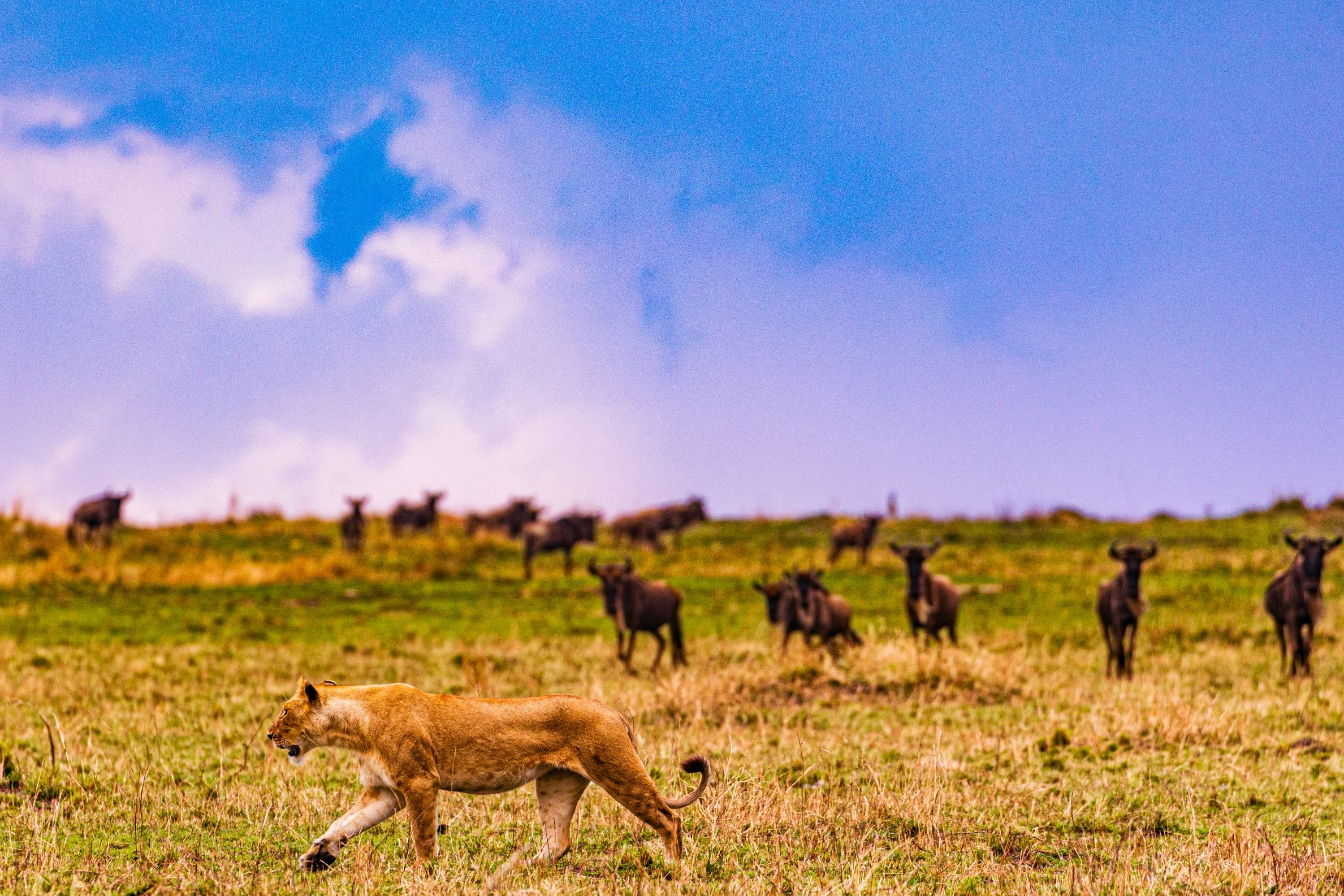 7-Day Tanzania Safari Itinerary