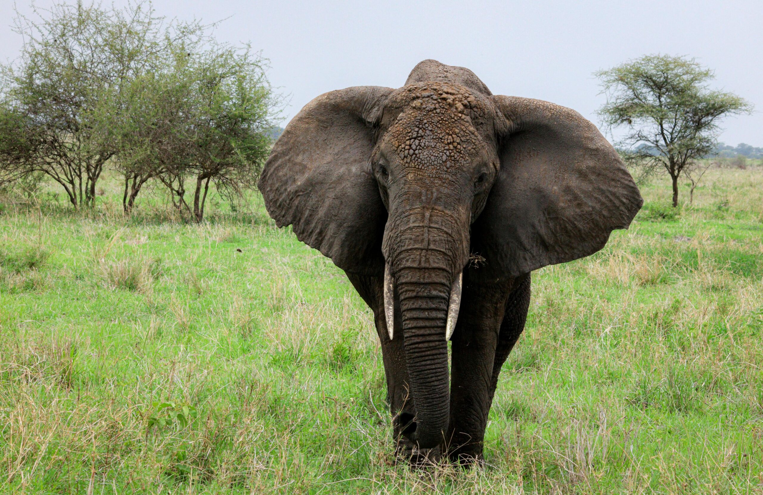 Where to Go on Safari: Tanzania or Kenya 2026, 2027 & 2028 – 7 Powerful Reasons to Choose the Best Destination
