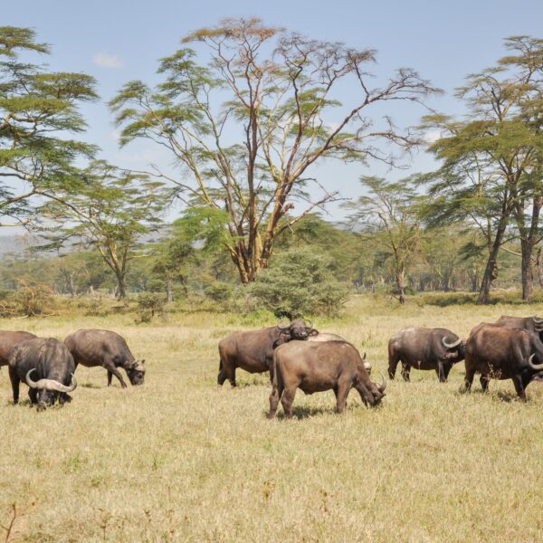 10 Days Tanzania Safari + Zanzibar 2026,2027,2028: Ultimate Wildlife & Island Escape Experience