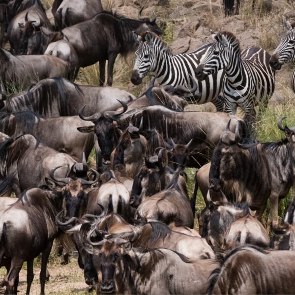 5 Day Grumeti River Crossing Safari – Western Serengeti