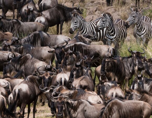 13 Days Tanzania Safari 2026, 2027, 2028: Ultimate Big Five Adventure Itinerary