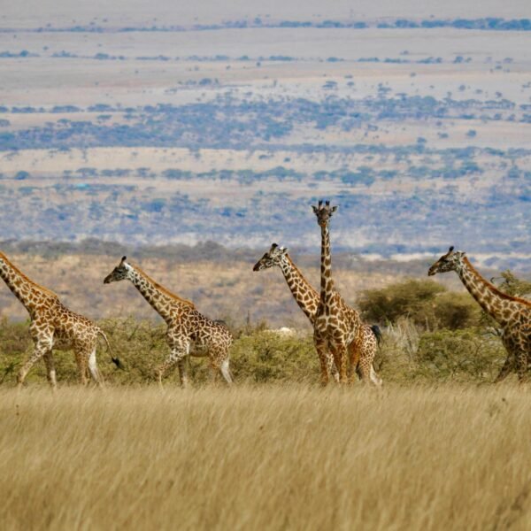 10 days Tanzania Safari and Zanzibar Tour