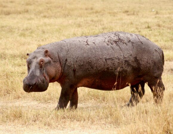 What I wish I knew before visiting Tanzania for safari 2026, 2027 and 2028 – 15 Powerful Tips for a Smooth Adventure