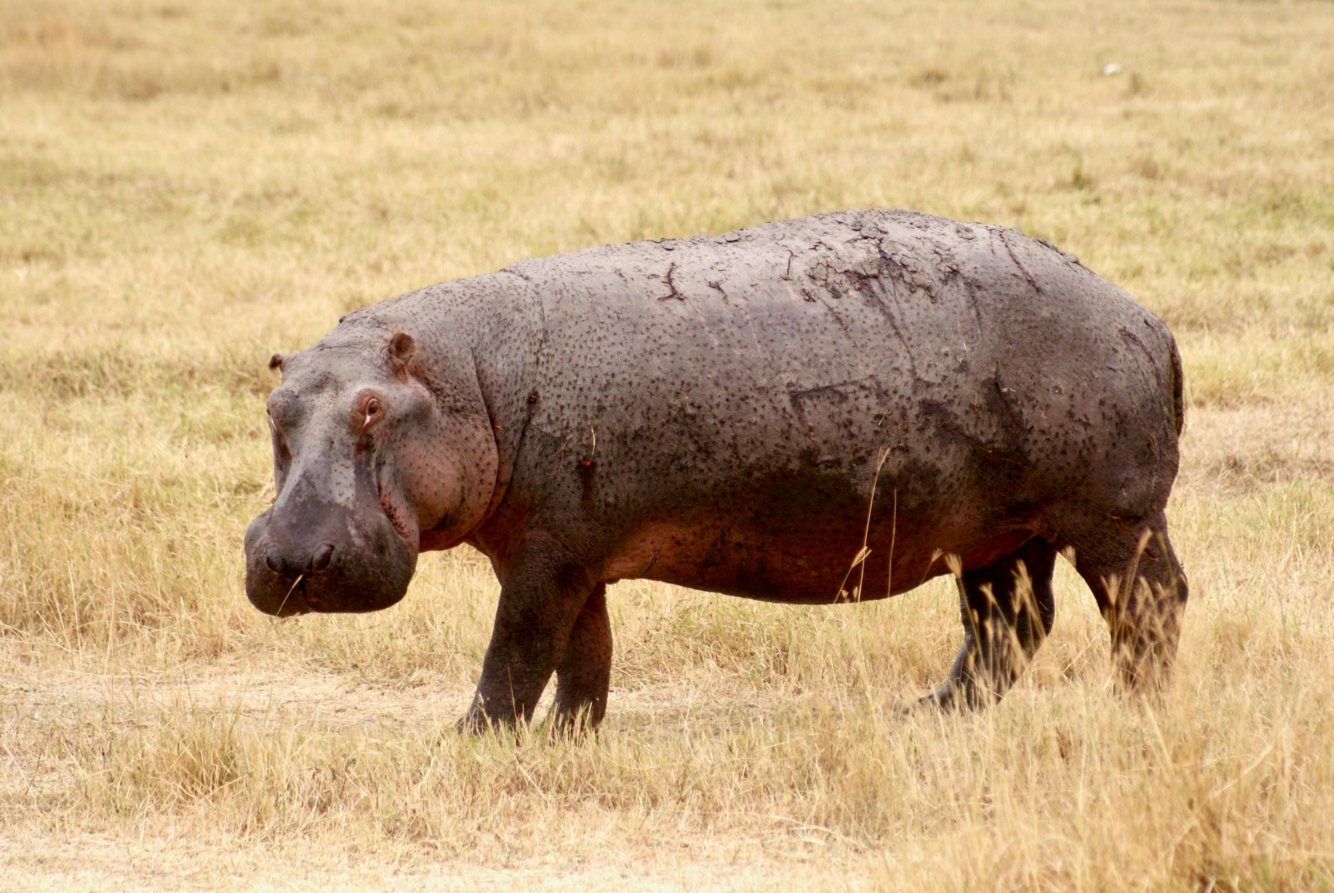 What I wish I knew before visiting Tanzania for safari 2026, 2027 and 2028 – 15 Powerful Tips for a Smooth Adventure