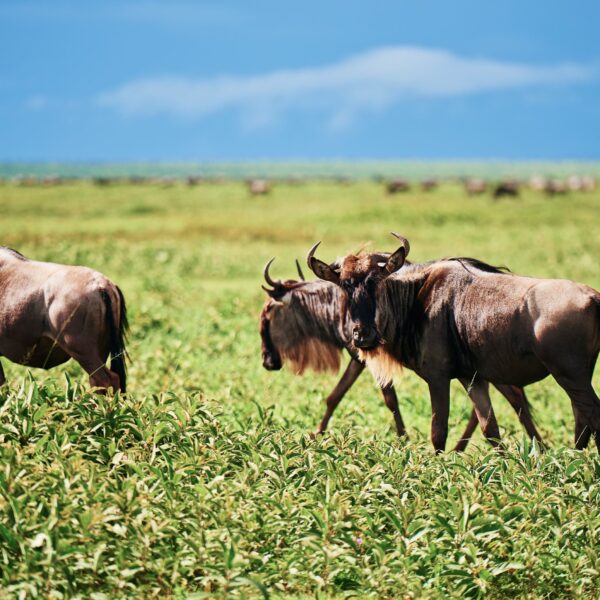 9 Days Tanzania Safari 2026,2027,2028 – Ultimate 9-Day Luxury Wildlife Adventure Package