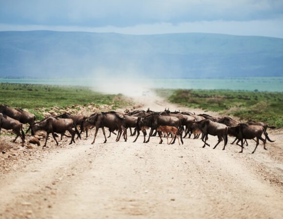 9 Days Tanzania Safari 2026,2027,2028 – Ultimate 9-Day Luxury Wildlife Adventure Package
