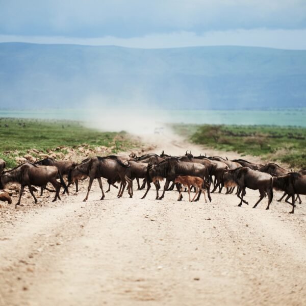 9 Days Tanzania Safari 2026,2027,2028 – Ultimate 9-Day Luxury Wildlife Adventure Package