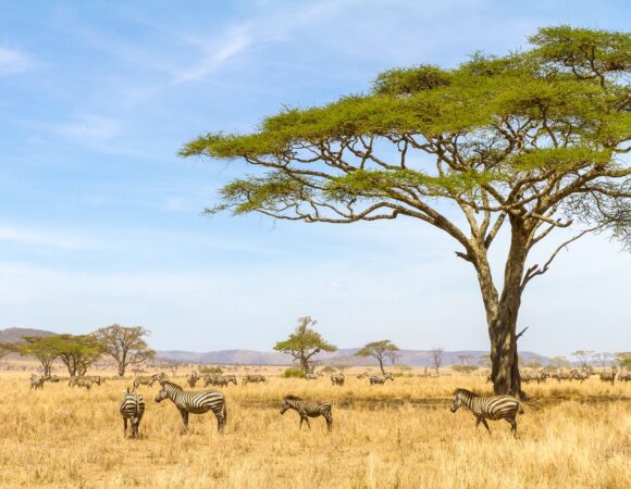 14 Days Tanzania Safari + Zanzibar 2026, 2027, 2028: Ultimate Luxury Wildlife & Beach Escape