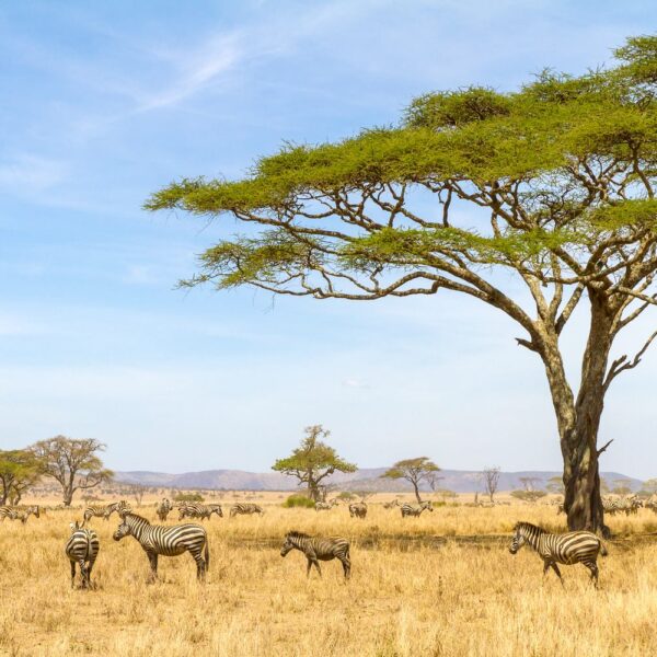 6 Days Tanzania Safari 2026, 2027, 2028 – Ultimate Wildlife Adventure Package