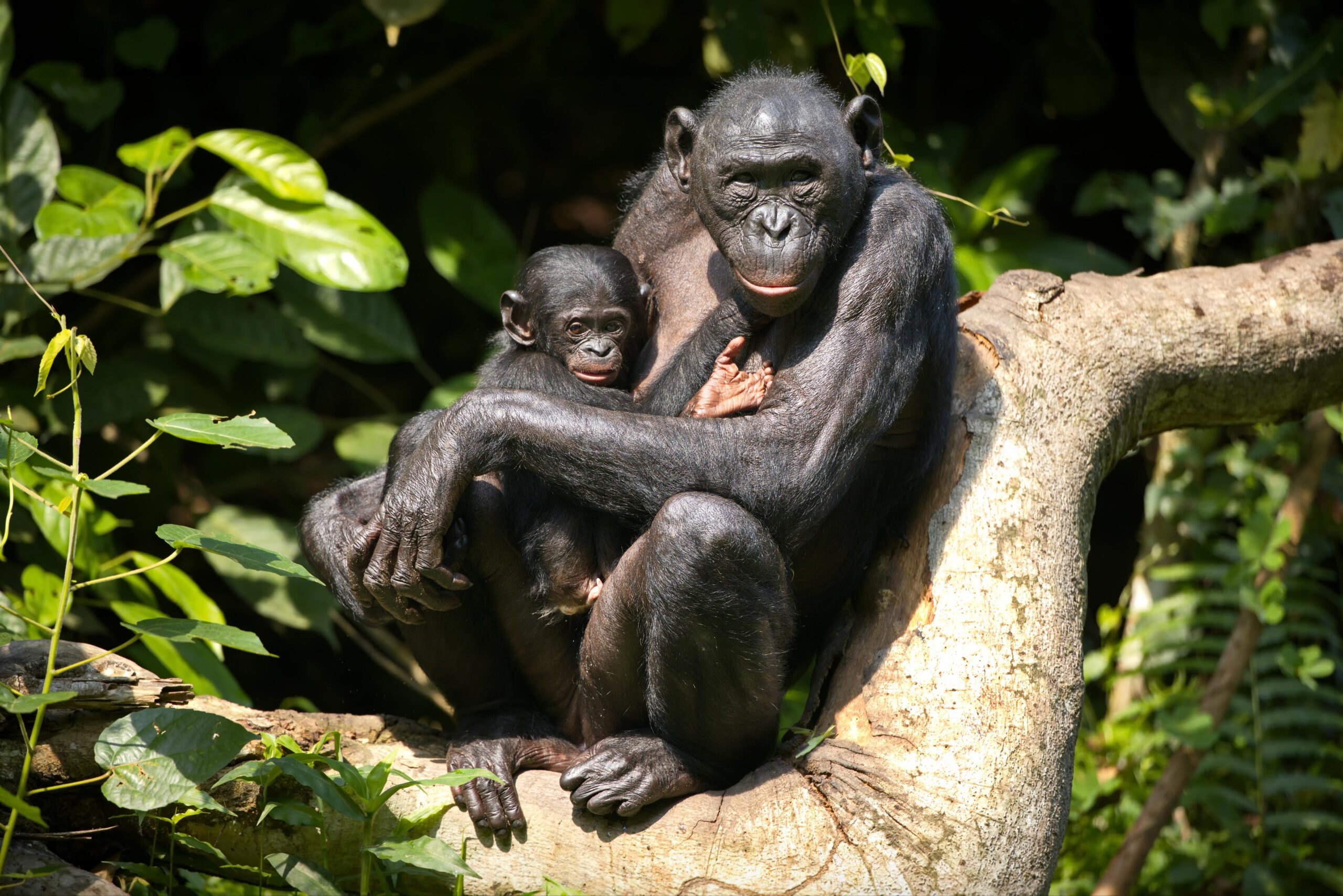 25 Weird and Fun Facts About Animals 2026, 2027 and 2028 – Amazing & Mind-Blowing Discoveries