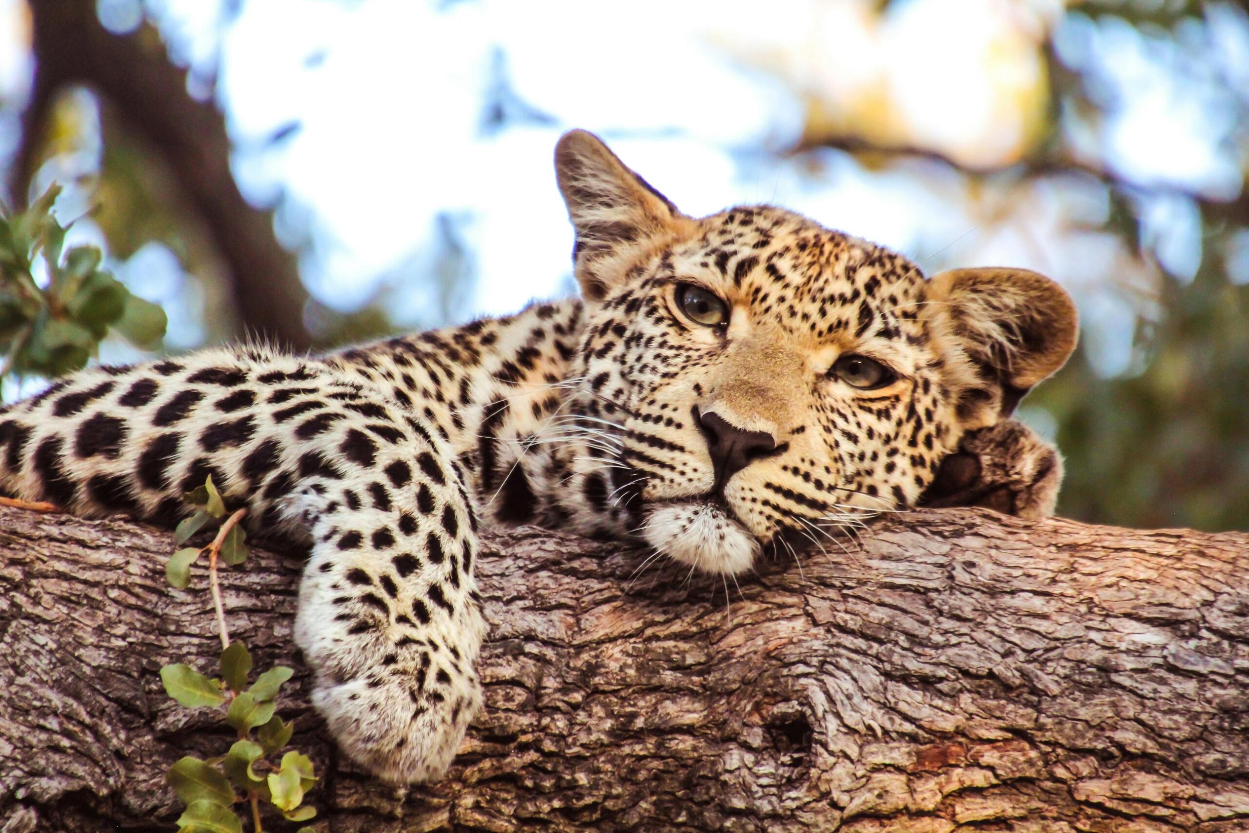 The 20 most beautiful animals you can see on Earth 2026, 2027 and 2028 – Stunning Wildlife Wonders You Must See