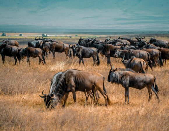 Animals in the Serengeti 2026, 2027 and 2028: 9 Incredible Wildlife Experiences You Can’t Miss