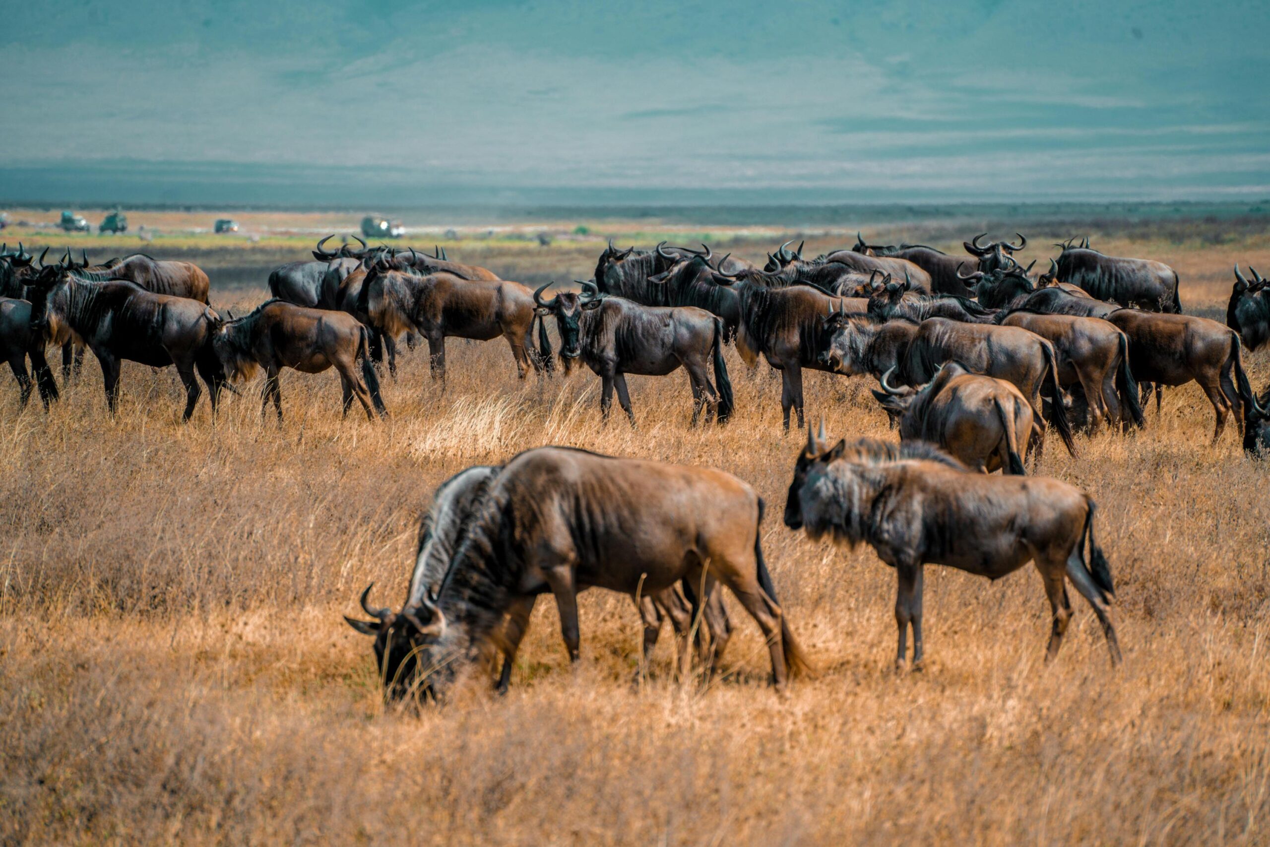 Animals in the Serengeti 2026, 2027 and 2028: 9 Incredible Wildlife Experiences You Can’t Miss