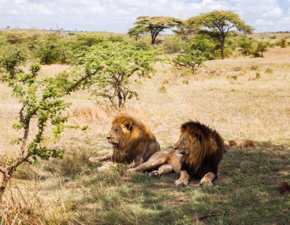 3 Days Tanzania Safari 2026,2027,2028 – Incredible 3-Day Wildlife Adventure