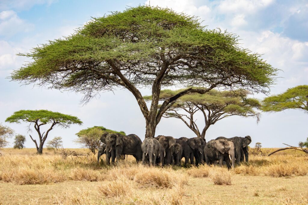 Best safari in Africa: 10 Stunning Destinations for 2026, 2027 & 2028 You Can’t Miss