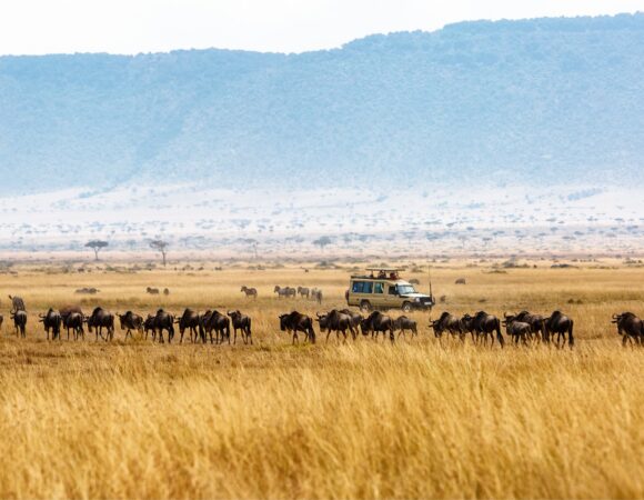 4 Days Tanzania Safari 2026,2027,2028: 1 Ultimate Tanzania Wildlife Adventure Package