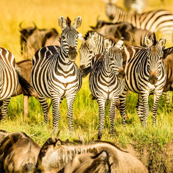9 Days Northern Circuit Safari 2026, 2027, 2028 – Ultimate Tanzania Wildlife Adventure Package