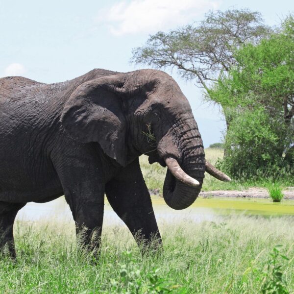 4 Days Tanzania Safari 2026,2027,2028: 1 Ultimate Tanzania Wildlife Adventure Package