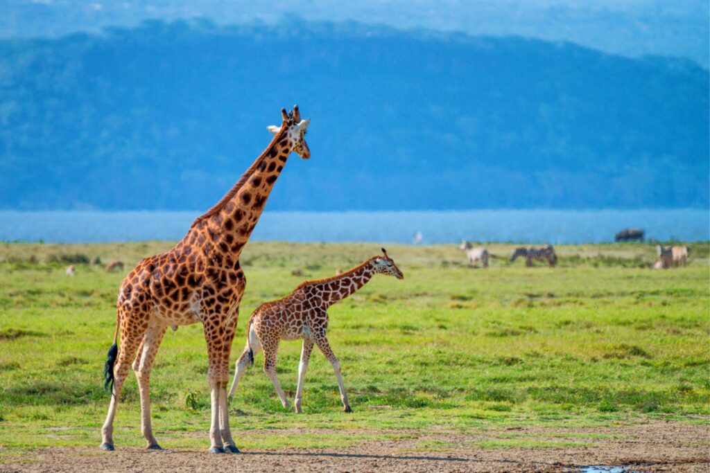 Best safari in Africa: 10 Stunning Destinations for 2026, 2027 & 2028 You Can’t Miss